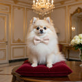 The Maison Couture Blush Pink  Collar Bow