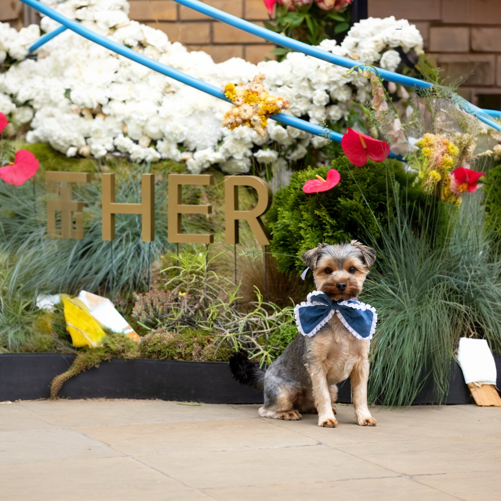 Bleu Royale Collar Bow Medium