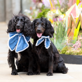 Bleu Royale Collar Bow Medium