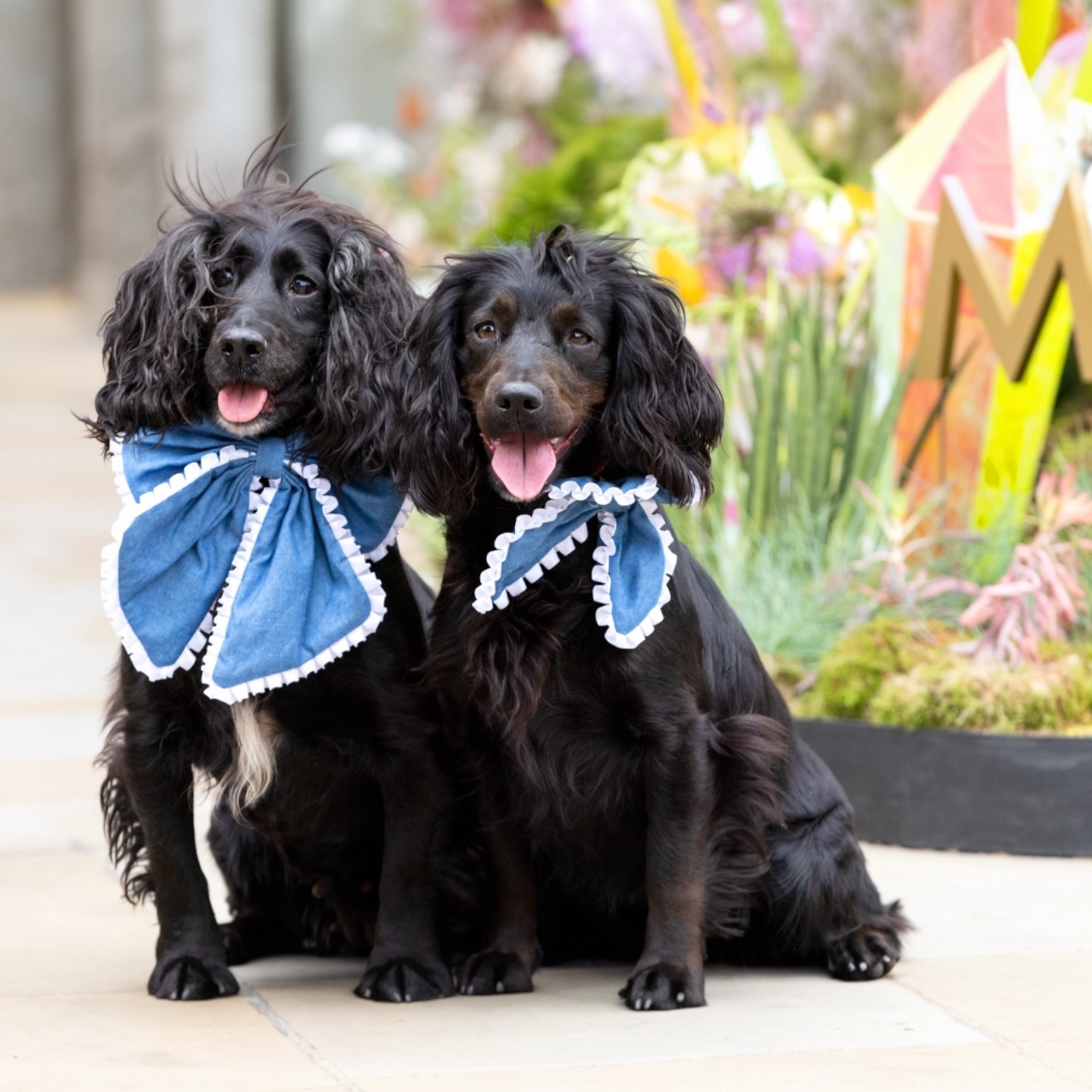 Bleu Royale Collar Bow Medium