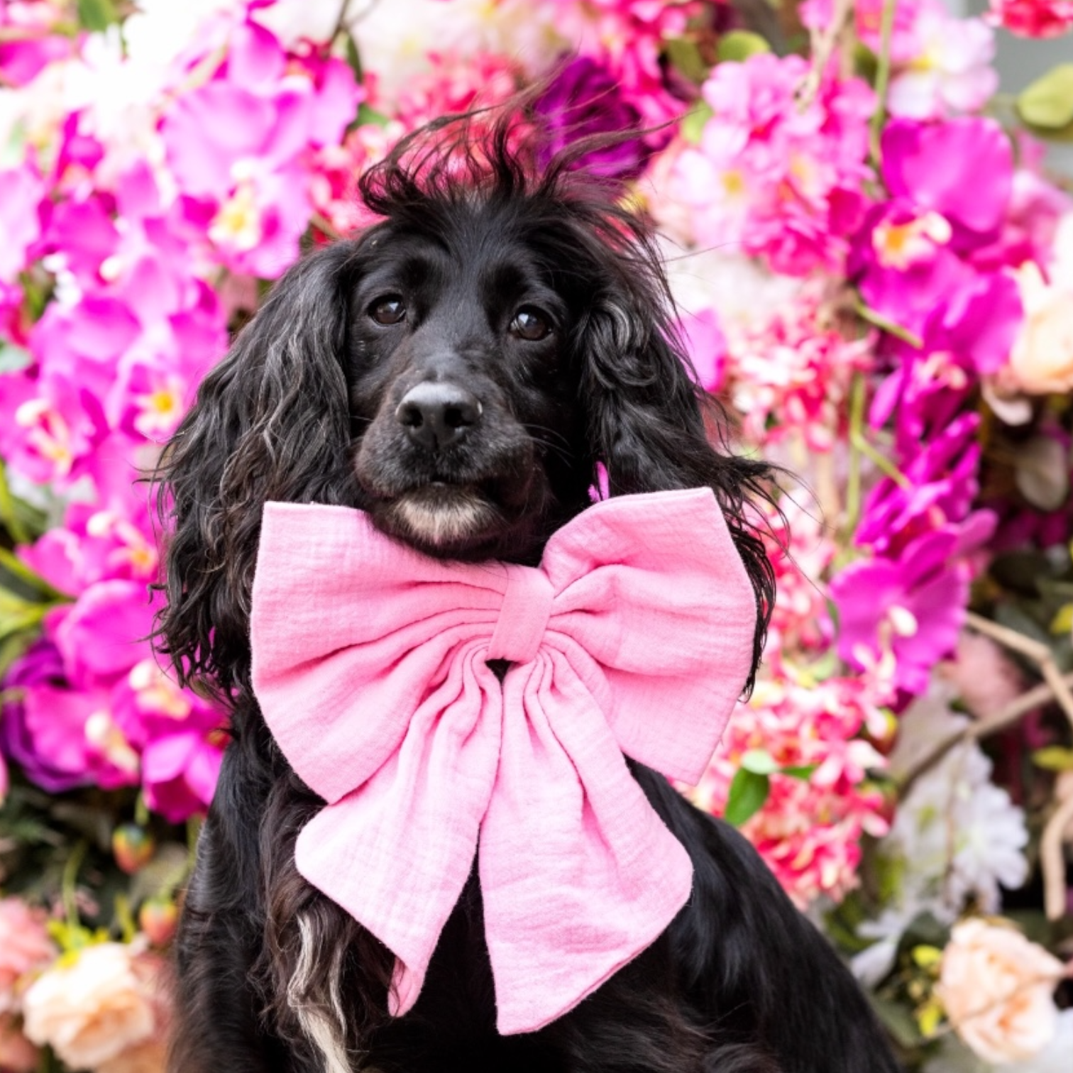 The Rose Royale Bow Xl