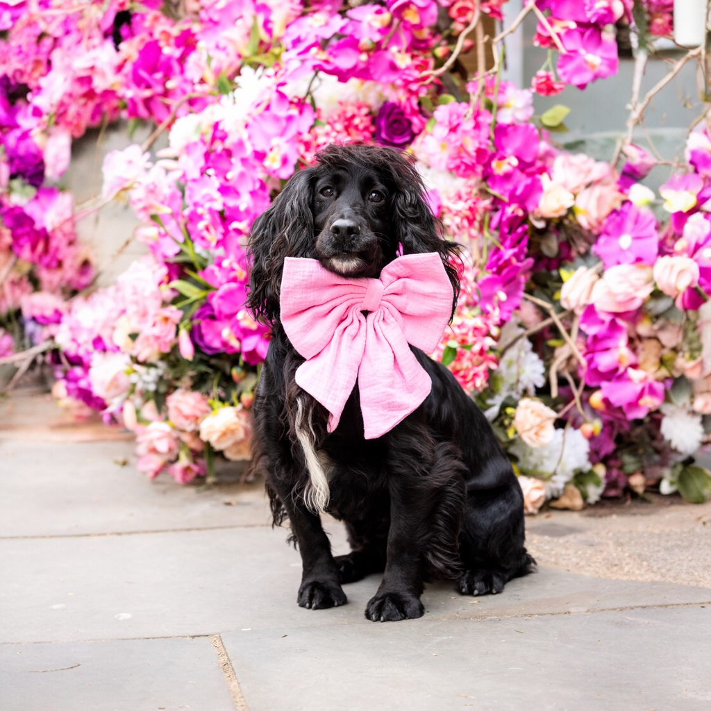 The Rose Royale Bow Xl