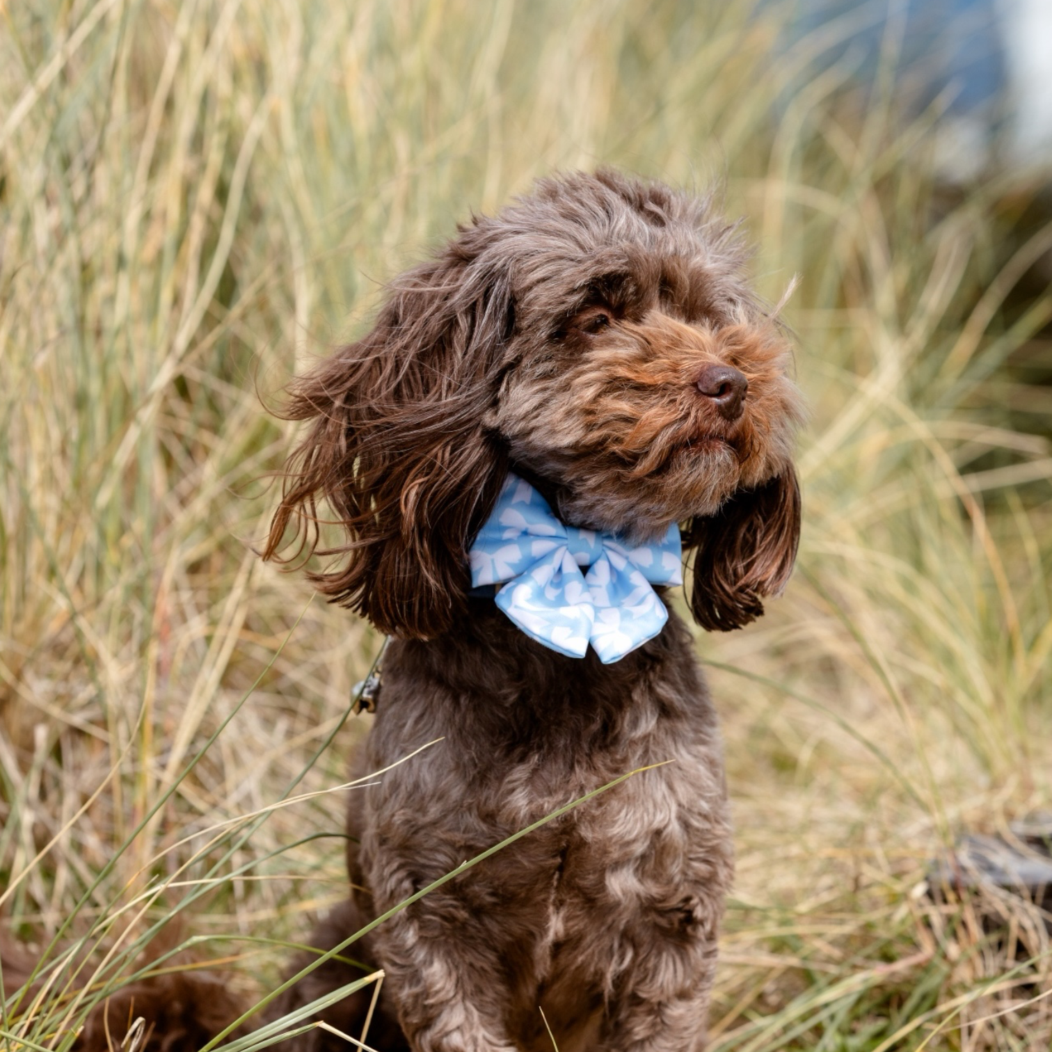 The Powder Blue Duke Bow Medium
